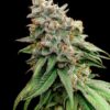 Boof Tang feminizada de Elev8 Seeds