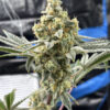 Cat Piss Canyon feminizada de Elev8 Seeds