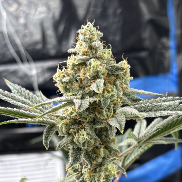 Cat Piss Canyon feminizada de Elev8 Seeds