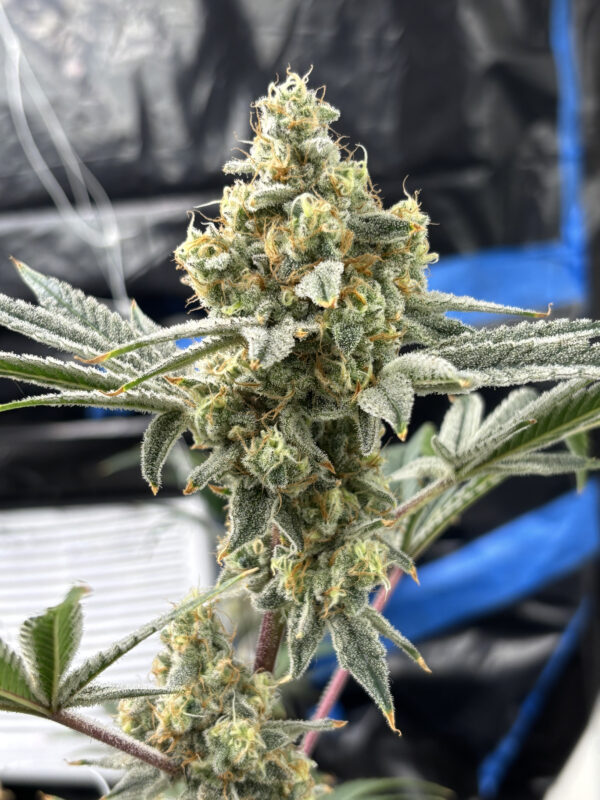 Cat Piss Canyon feminizada de Elev8 Seeds