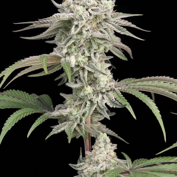 Cereal Milk feminizada de Alpha Seeds