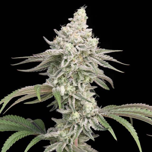 Cereal Milk feminizada de Alpha Seeds