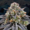 Artic Cherries feminizada de Perfect Tree