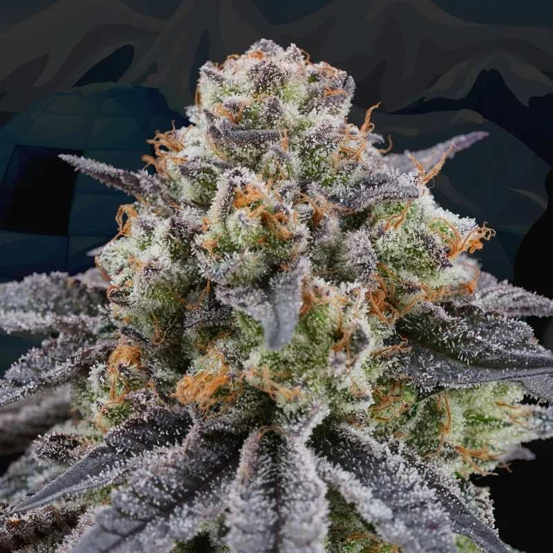 Artic Cherries feminizada de Perfect Tree - Imagen 2