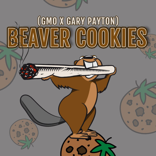 Beaver Cookies feminizada de Elev8 Seeds - Imagen 2