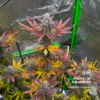 Boof Boss feminizada de Elev8 Seeds