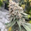 Boof Tang feminizada de Elev8 Seeds
