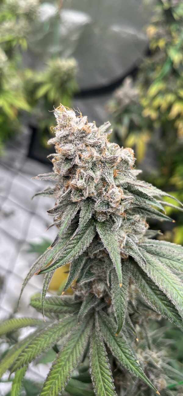 Boof Tang feminizada de Elev8 Seeds - Imagen 3