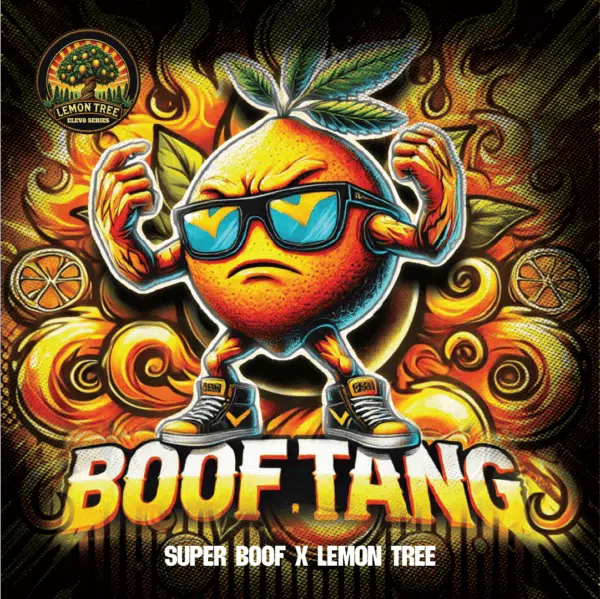 Boof Tang feminizada de Elev8 Seeds - Imagen 2
