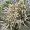 Cat Piss Canyon feminizada de Elev8 Seeds