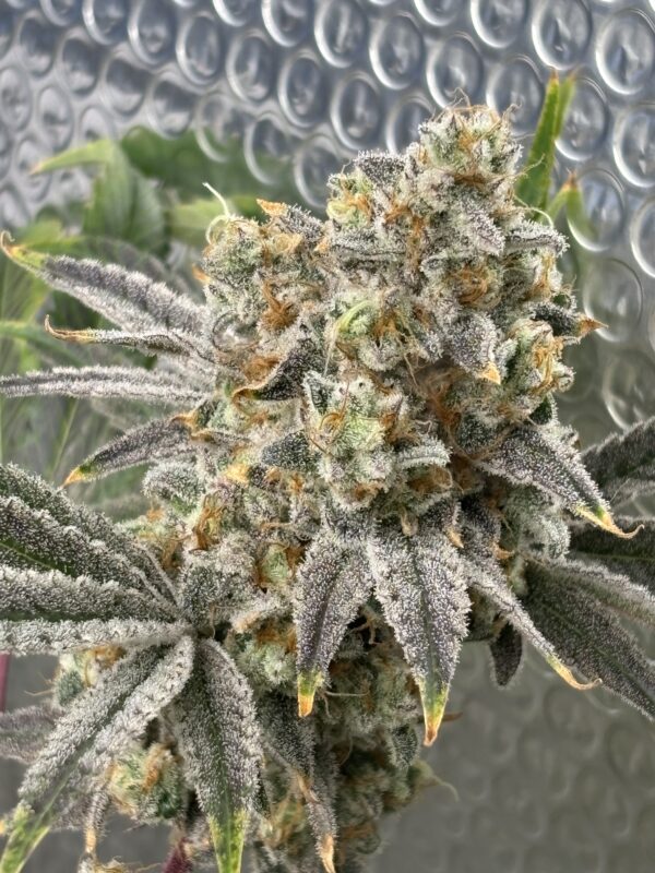Cat Piss Canyon feminizada de Elev8 Seeds - Imagen 3