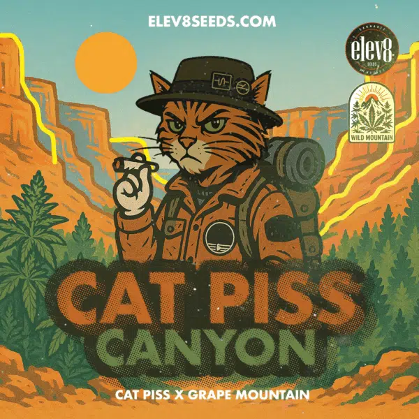 Cat Piss Canyon feminizada de Elev8 Seeds - Imagen 2
