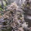 Double Dunked feminizada de Elev8 Seeds