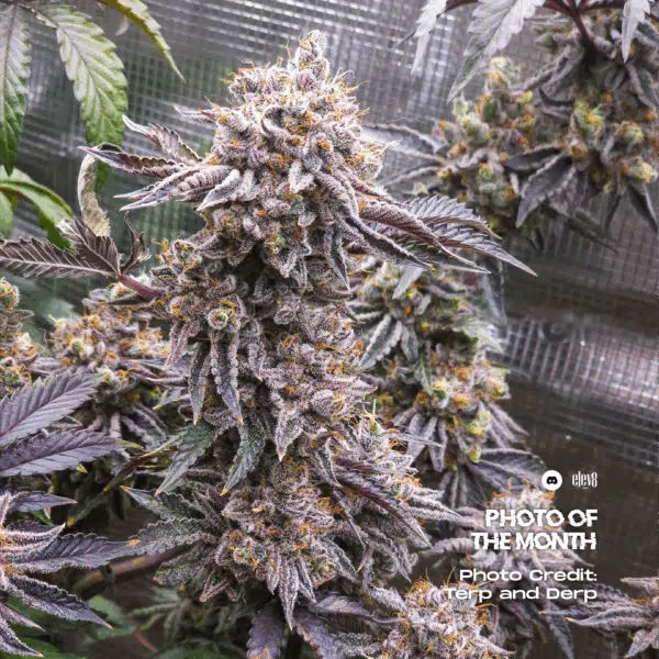Double Dunked feminizada de Elev8 Seeds - Imagen 3