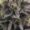 Gary Burger feminizada de Elev8 Seeds