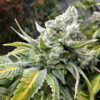 Gorilla Cookies feminizada de Elev8 Seeds