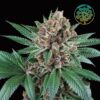 Iced Peach feminizada de Perfect Tree