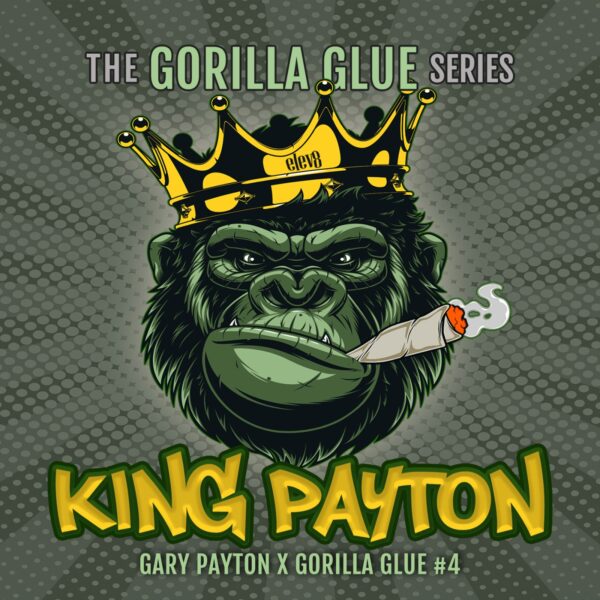 King Payton feminizada de Elev8 Seeds