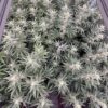 Lemon Tree S1 feminizada de Elev8 Seeds