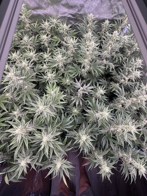 Lemon Tree S1 feminizada de Elev8 Seeds - Imagen 3