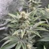 Lemon Tree S1 feminizada de Elev8 Seeds