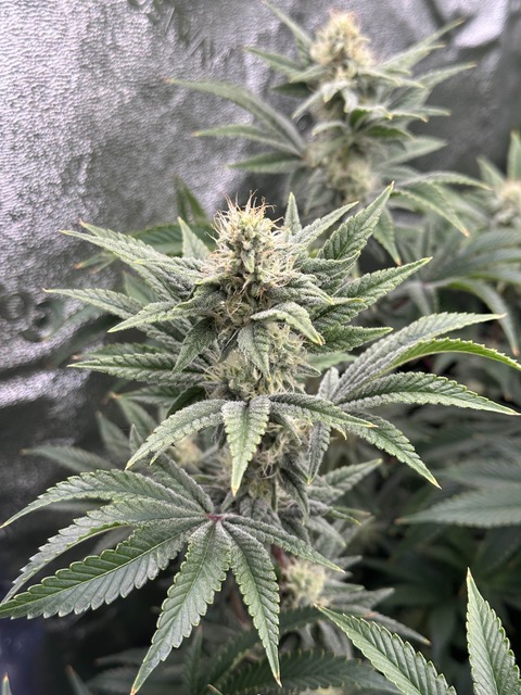 Lemon Tree S1 feminizada de Elev8 Seeds - Imagen 2