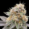 Melon Meltdown feminizada de Elev8 Seeds