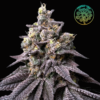 Peach Clouds feminizada de Perfect Tree