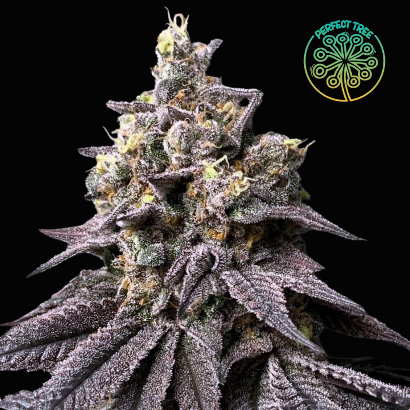 Peach Clouds feminizada de Perfect Tree - Imagen 2