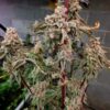 Platinum Capone feminizada de Elev8 Seeds