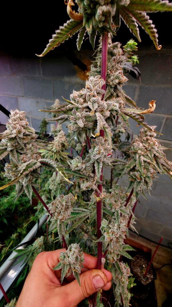 Platinum Capone feminizada de Elev8 Seeds