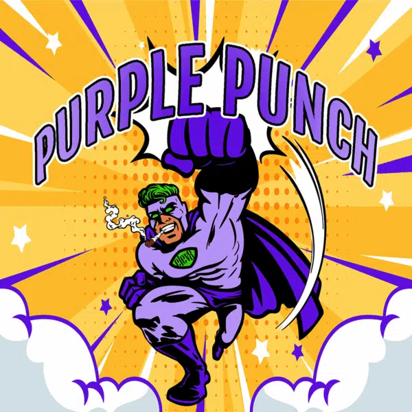 Purple Punch S1 feminizada de Elev8 Seeds
