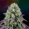 Rainbow Triangle feminizada de Perfect Tree