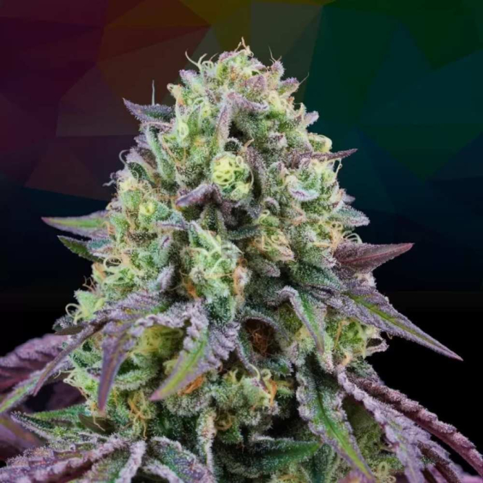 Rainbow Triangle feminizada de Perfect Tree