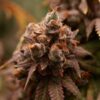 Scat Queen feminizada de Elev8 Seeds