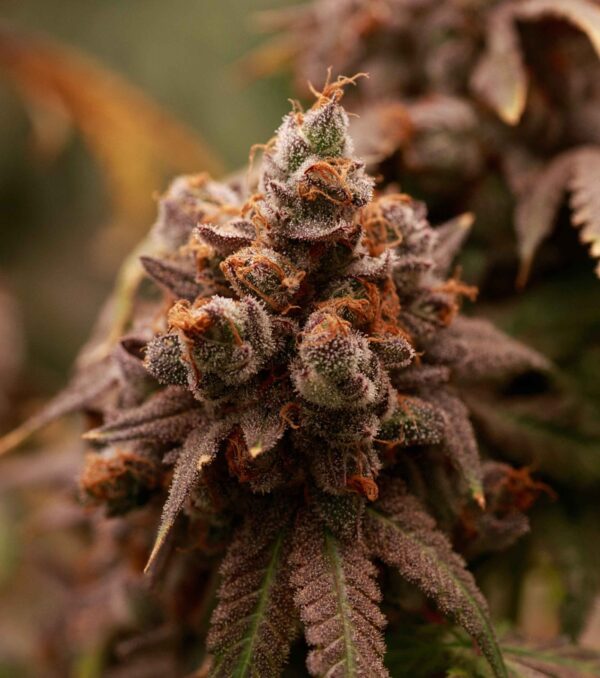 Scat Queen feminizada de Elev8 Seeds - Imagen 3