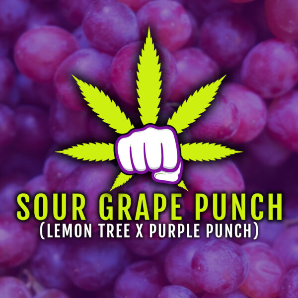 Sour Grape Punch feminizada de Elev8 Seeds