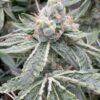 Zushi Supreme feminizada de Elev8 Seeds
