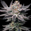 Double Dunked feminizada de Elev8 Seeds