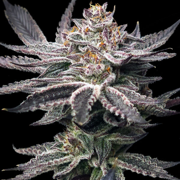 Double Dunked feminizada de Elev8 Seeds