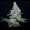 Fire'n Ice feminizada de Elev8 Seeds