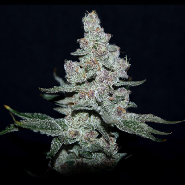 Fire'n Ice feminizada de Elev8 Seeds