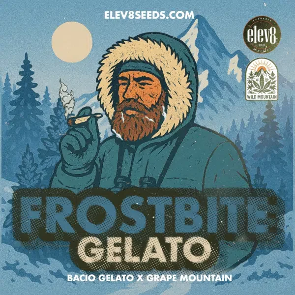 Frostbite Gelato feminizada de Elev8 Seeds