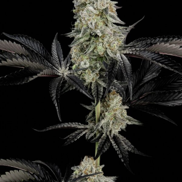 GMO x Animal Cookies feminizada de Alpha Seeds