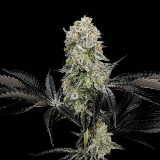 GMO x Animal Cookies feminizada de Alpha Seeds