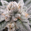 Gary Burger feminizada de Elev8 Seeds