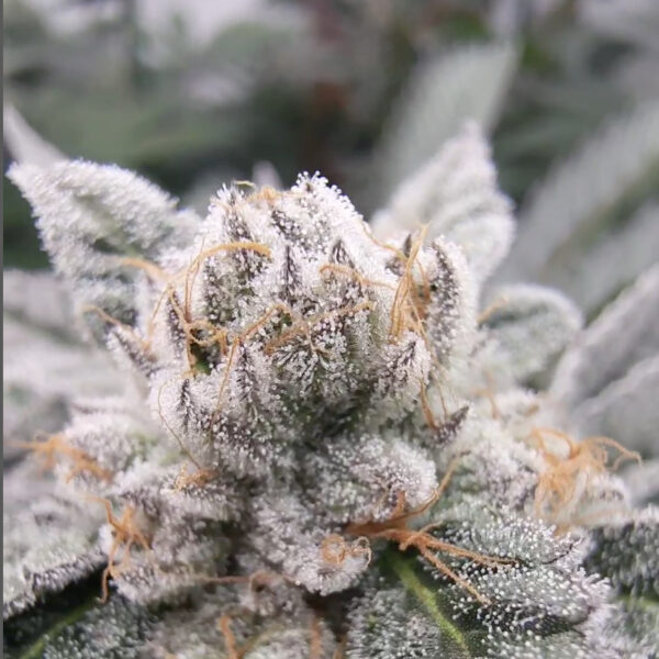 Gary Burger feminizada de Elev8 Seeds