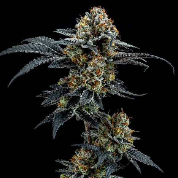 Gorilla Cookies feminizada de Elev8 Seeds