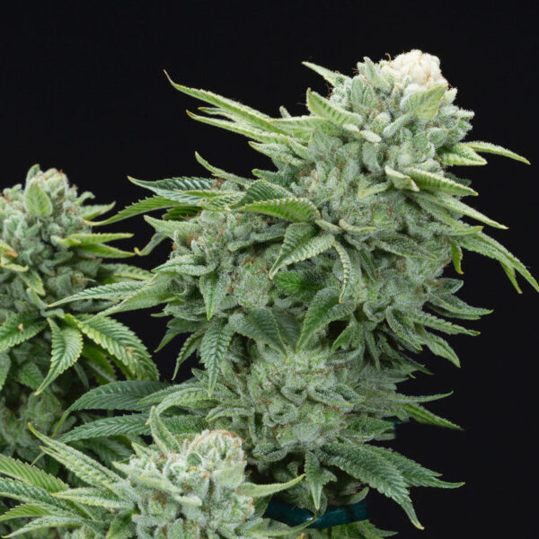 Gorilla Glue #4 S1 feminizada de Elev8 Seeds