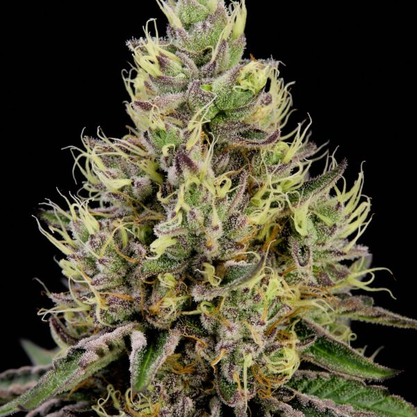 Gorilla Glue #4 x Apple Fritter feminizada de Alpha Seeds